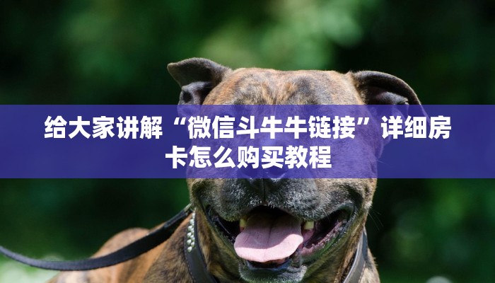 给大家讲解“微信斗牛牛链接”详细房卡怎么购买教程 给大家讲解“微信斗牛牛链接”详细房卡怎么购买教程