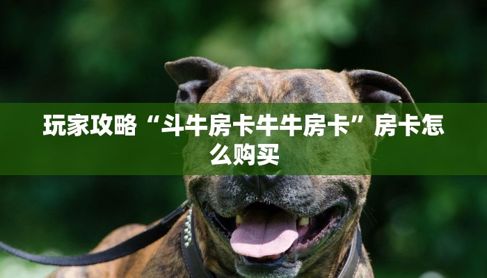 玩家攻略“斗牛房卡牛牛房卡”房卡怎么购买 玩家攻略“斗牛房卡牛牛房卡”房卡怎么购买